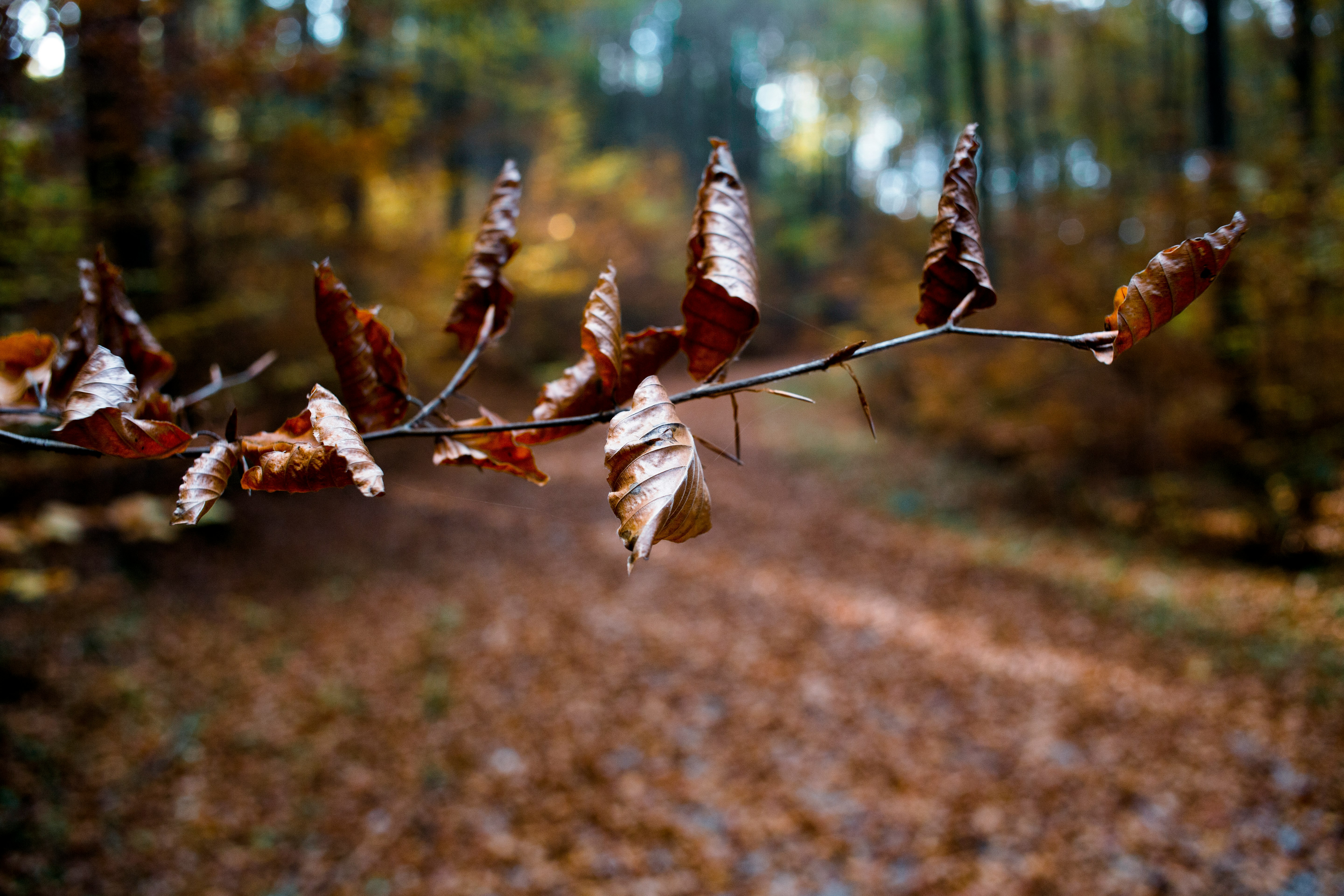 selective focus photography of withered leaf